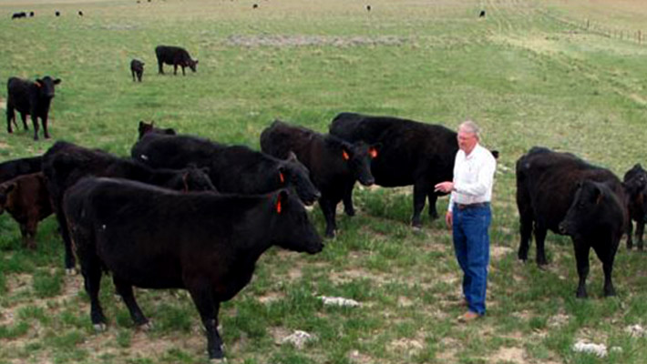 gallery-large-tom-berry-and-his-cattle