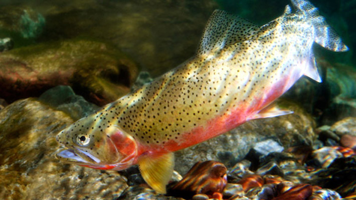 gallery-large-tom-berry-trout